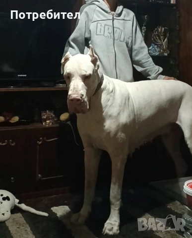 Немски дог мъжки и женски, снимка 4 - Немски дог - 45664449