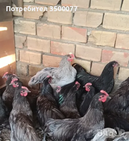 петлета Австралорп 