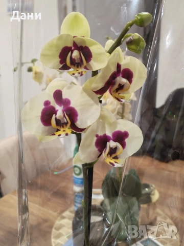Орхидеи Фаленопсис, снимка 9 - Стайни растения - 54008191