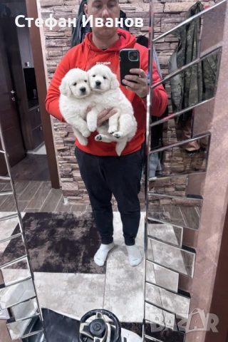 Голдън ретривър, снимка 2 - Голдън ретривър - 53307145