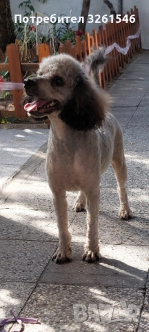 Продавам Мъжки пудел, снимка 2 - Пудели - 51857571