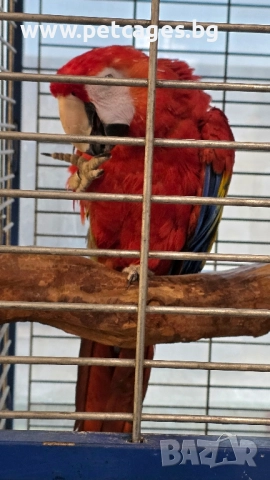 Скарлет Ара 4 г., снимка 3 - Папагали - 52448510