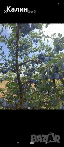 сини сливи....., снимка 2 - Домашни продукти - 55944681