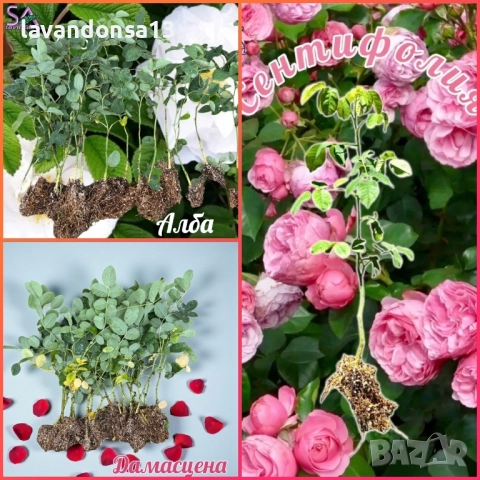 Лавандула в саксии-сортове, снимка 15 - Градински цветя и растения - 47333197