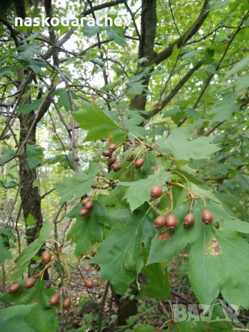 Брекина (Sorbus terminalic) плодно медоносно дърво, снимка 3 - Градински цветя и растения - 30347880