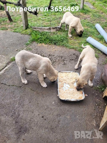 Малки КАНГАЛИ, снимка 2 - Кангал - 54088645