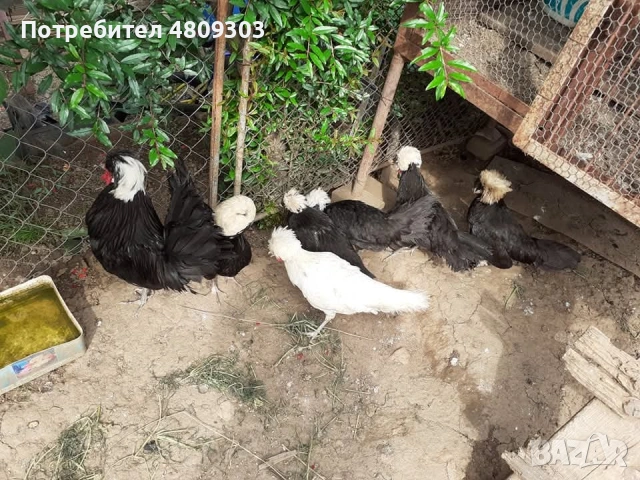 Селски кокошки, снимка 13 - Кокошки и пуйки - 54326302