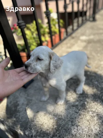 Английски сетер - 2 мъжки кученца, снимка 3 - Английски сетери - 55886439