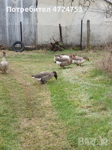 Продавам гъски, снимка 2 - Патици и гъски - 53296556
