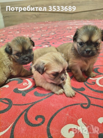 сладки пекинезчета , снимка 3 - Пекинез - 53912026