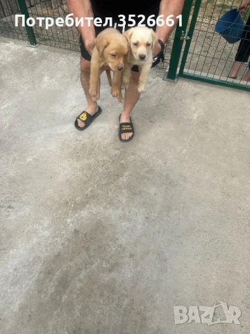 Лабрадор ретривър, снимка 1