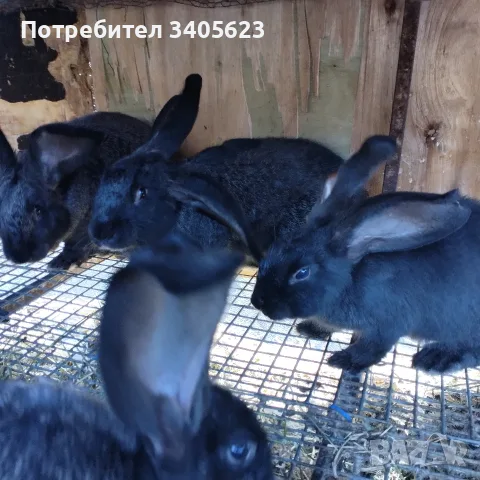 мъжки зайци великани 