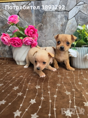 мини чиху пинчери, снимка 2 - Пинчер - 52585270