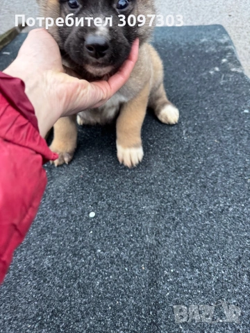 Белгийска овчарка Малиноа