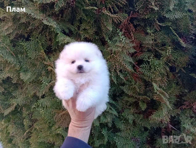 Бели Померани., снимка 3 - Померан - 54118688