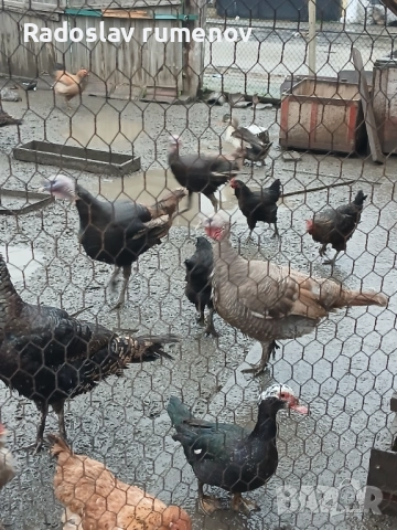 Продавам пуики, снимка 4 - Кокошки и пуйки - 52569284