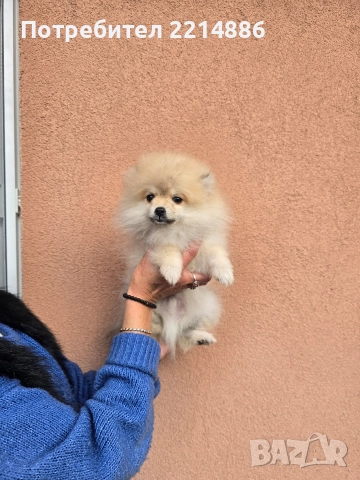 Померан , снимка 2 - Померан - 52679763