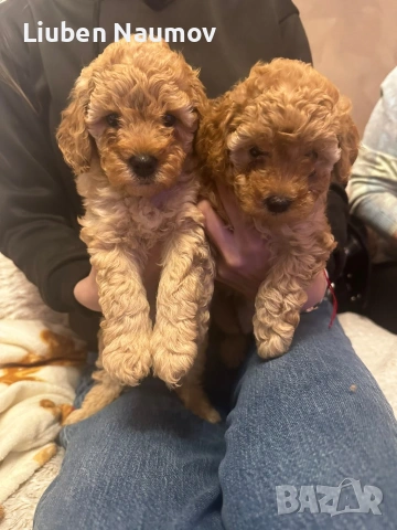 Той пуделчета,момче и момиче., снимка 3 - Померан - 54276087