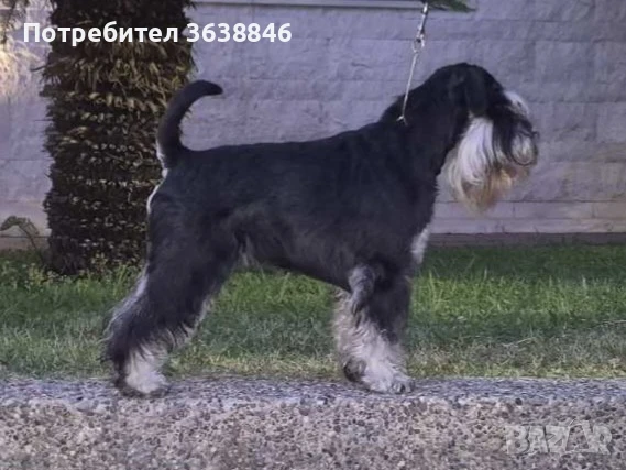 Цверг шнауцер, снимка 2 - Други - 51281641