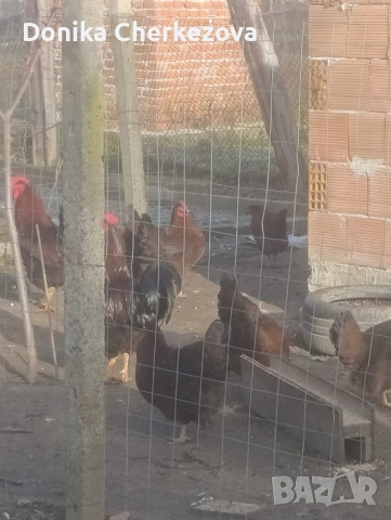 Разплодни яйца, снимка 3 - Кокошки и пуйки - 54089510