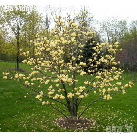 Жълта Магнолия , снимка 5 - Градински цветя и растения - 49492081