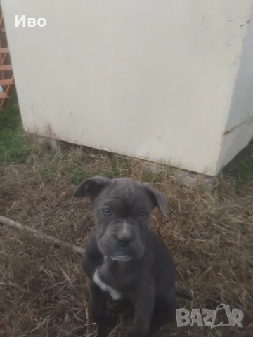 Кане корсо кученца , снимка 2 - Кане корсо - 52594973