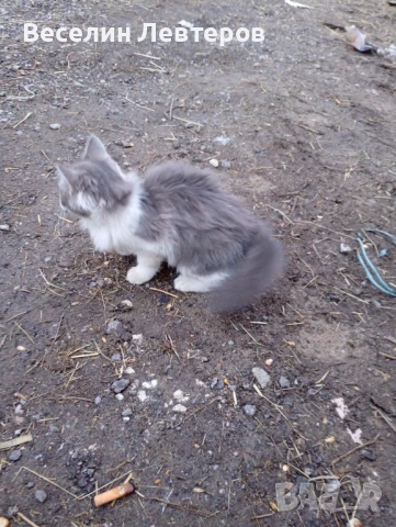 Продавам две котета 