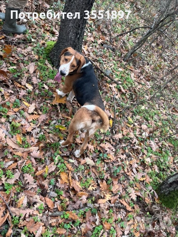 Продавам две гончета , снимка 10 - Гонче - 53010499