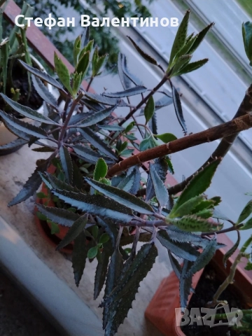 Каланхое Дегремонтиана 