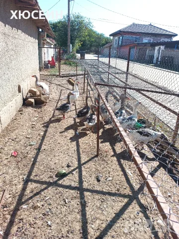Свободни селски гъски , снимка 3 - За птици - 56126191