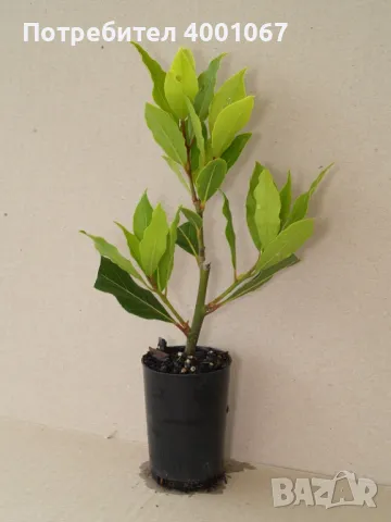 дафинов лист, снимка 1