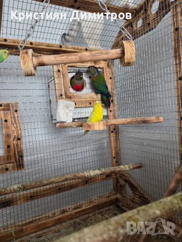 Чифт пирури перлата, снимка 3 - Папагали - 54190290