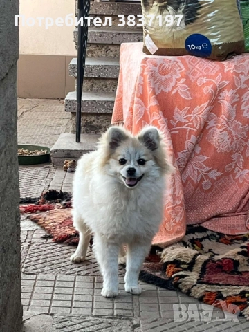 мини шпиц , снимка 3 - Померан - 52128128