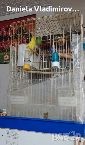 Клетка с три папагала, един мъжки и два женски!, снимка 2 - Папагали - 54008964