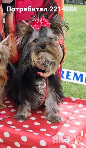 Мини йоркширски териери , снимка 10 - Йоркширски териер - 37413803