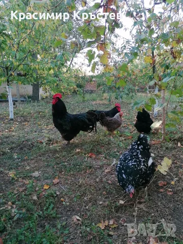 Продавам  петли на на 1 год и 4 месеца