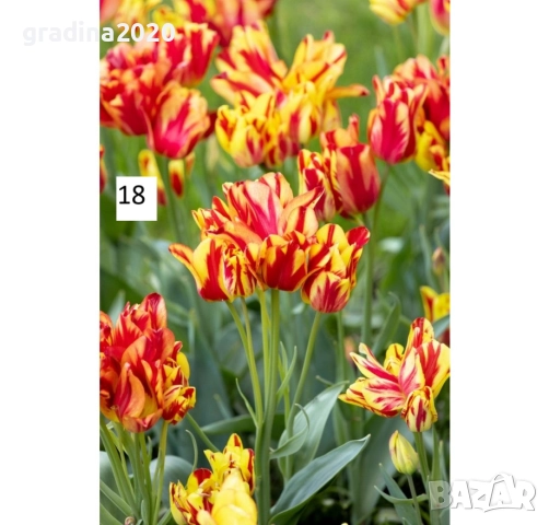 Луковици на лалета, снимка 5 - Разсади - 51436404