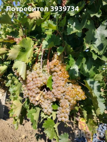 Продаваме грозде - за вино и ракия, снимка 1