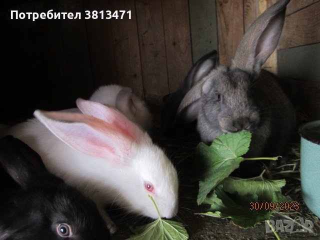 зайци и патeшки яйца, снимка 2 - Патици и гъски - 42446270