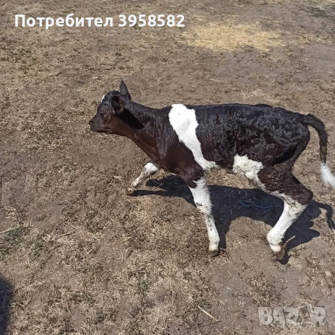 телета и млечни крави черношарено нрегион 