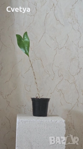 Алоказия-зебрина