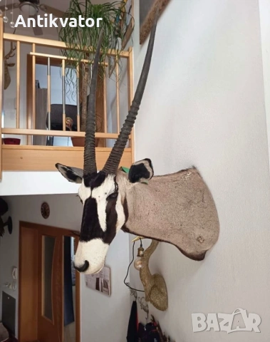 Трофеи - орикс, снимка 2 - Декорация за дома - 50469862