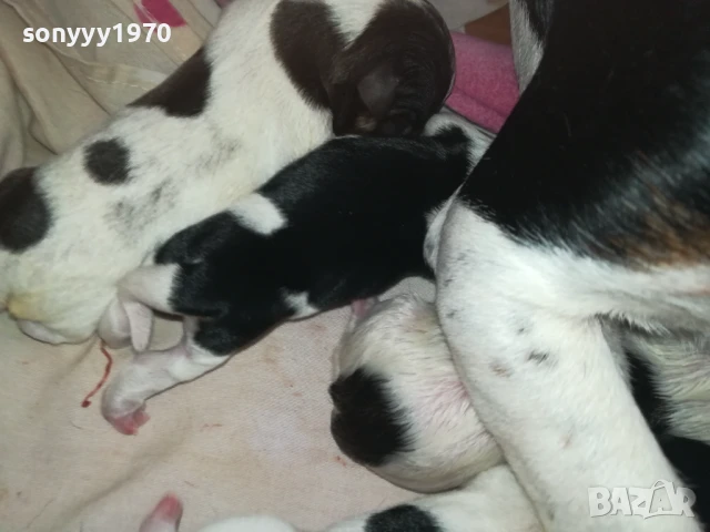 ДЖАК РЪСЕЛ БЕБЕТА-РОДЕНИ ДНЕС 11.08.25г 1108251838, снимка 16 - Джак ръсел териер - 51331559