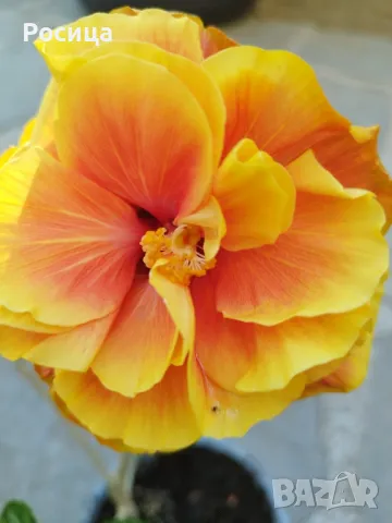 китайска роза, снимка 2 - Стайни растения - 49911391