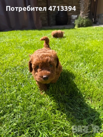 Момченце пудел/ male red poodle, снимка 3 - Пудели - 54227541