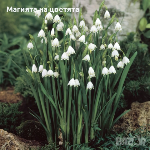 Разпродажба Блатно кокиче луковици, снимка 3 - Сортови семена и луковици - 51660652