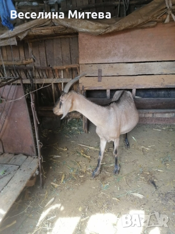 коза, снимка 1