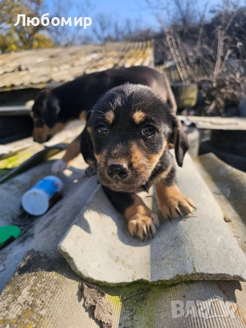 Малки Ротфайлери