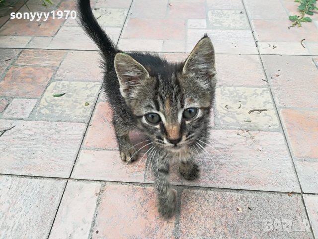 КОТЕ МЯУ МЪР ИВОНКА ВИДИН 0509221551