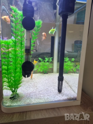 Аквариум с живи рибки (9 броя) и оборудване, снимка 2 - Аквариуми - 53005071